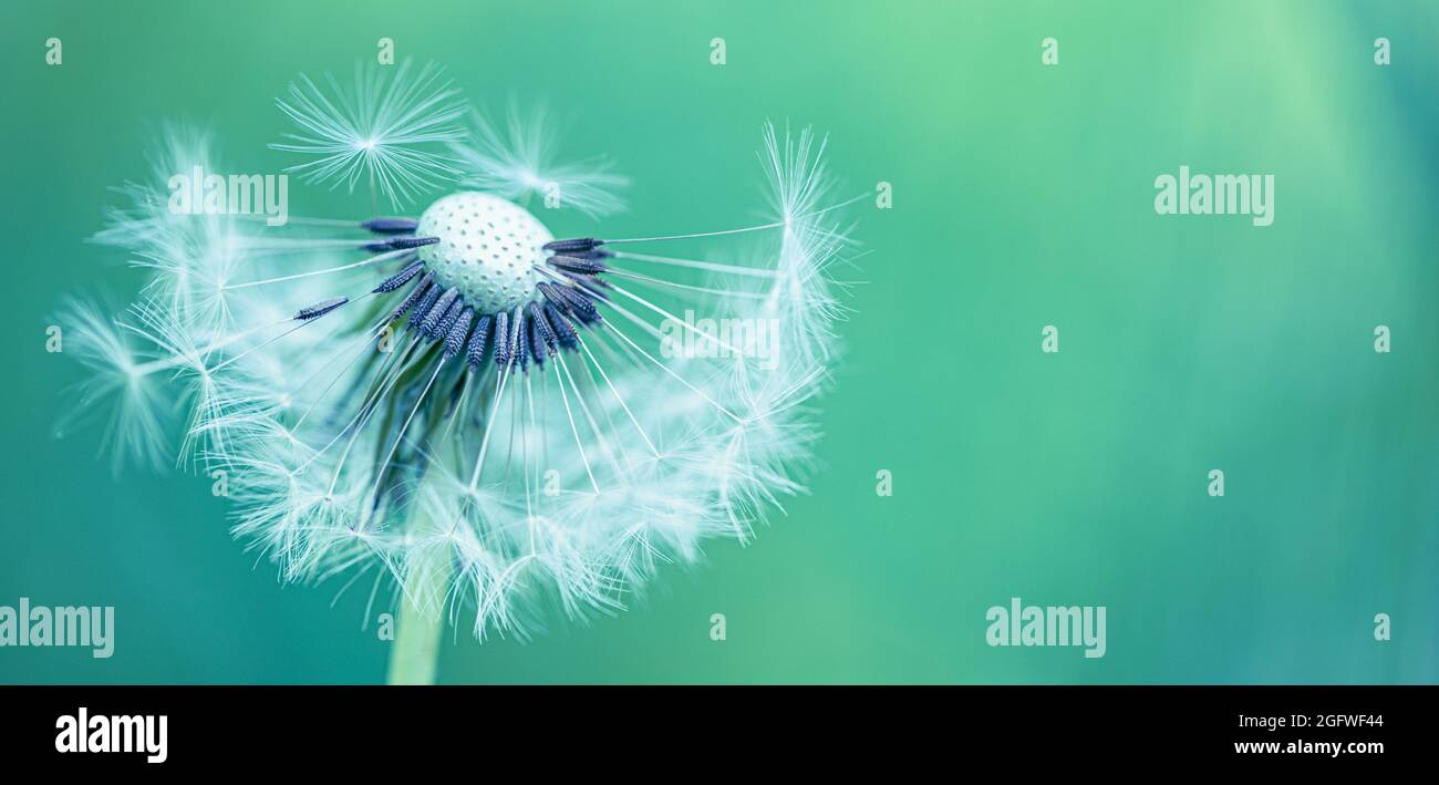 Sogno natura banner. Primo piano dente di leone su sfondo naturale. Stagione della natura, flora, dettagli in fiore, astratto morbido blu floreale natura concetto Foto Stock