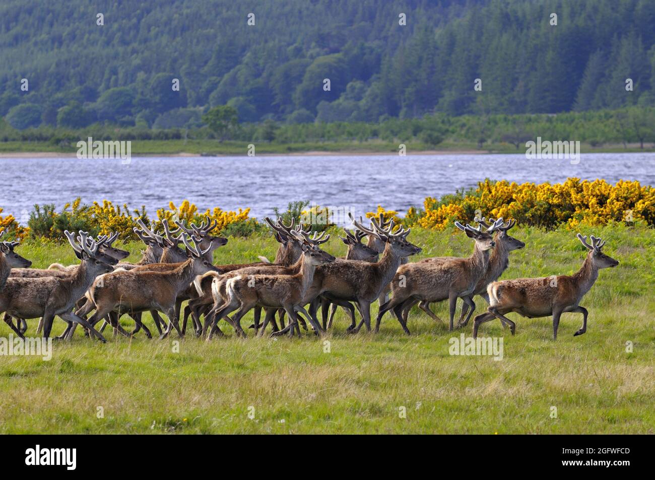 Cervo rosso (Cervus elaphus), mandria di cervi rossi con le loro formiche in velluto lungo il lato di Loch Brora, Regno Unito, Scozia, Sutherland, Foto Stock