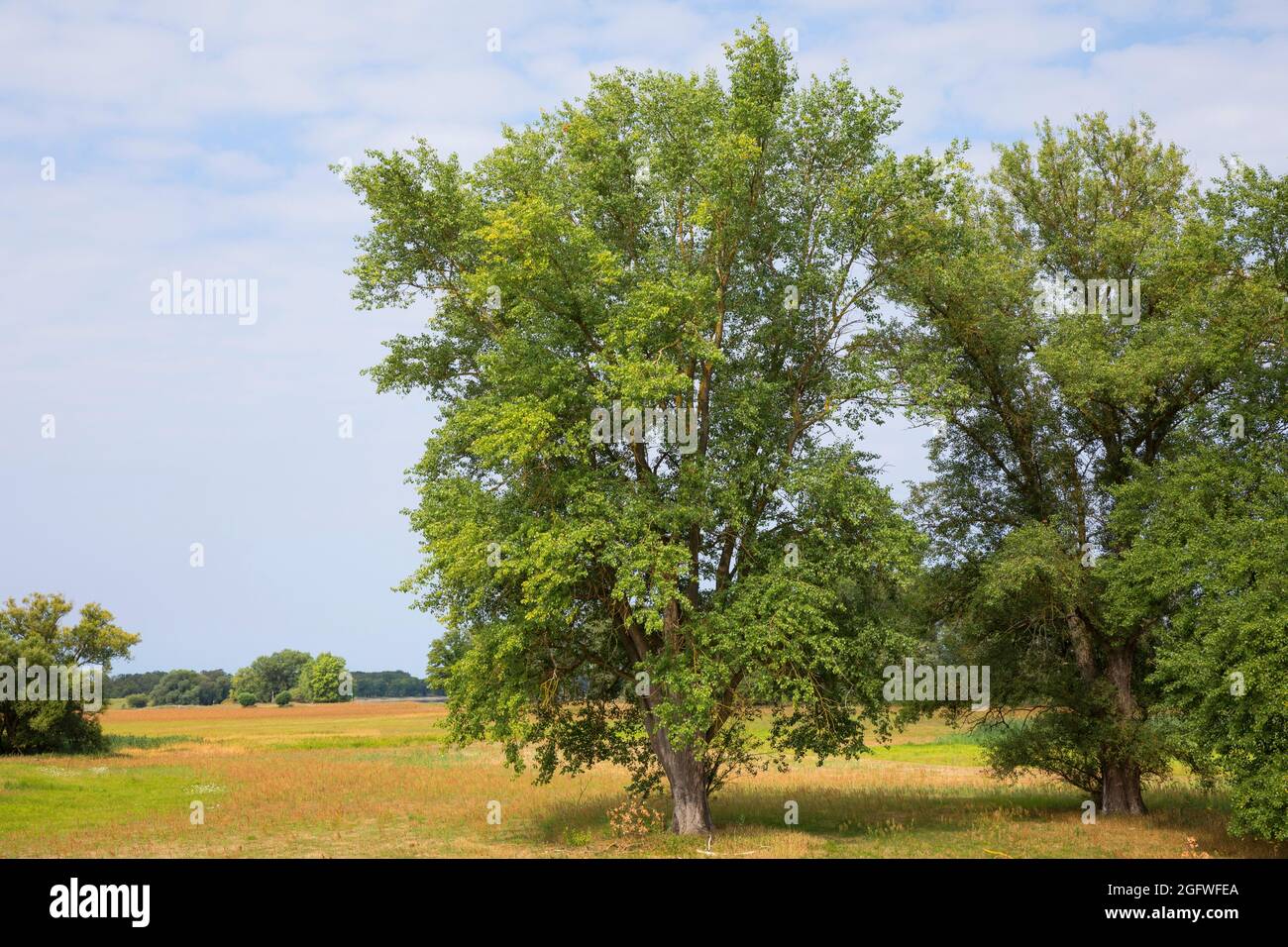 Pioppo nero, balsamo di gilead, cottonwood nero (Populus nigra), due pioppi neri in un prato, Germania Foto Stock
