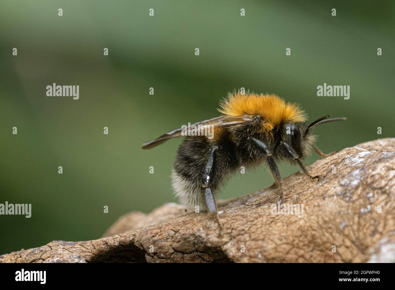 Albero Bumblebee, nuovo Giardino Bumblebee (Bombus hypnorum, Psithyrus hypnorum), si trova su un ramo, Germania, Baviera Foto Stock