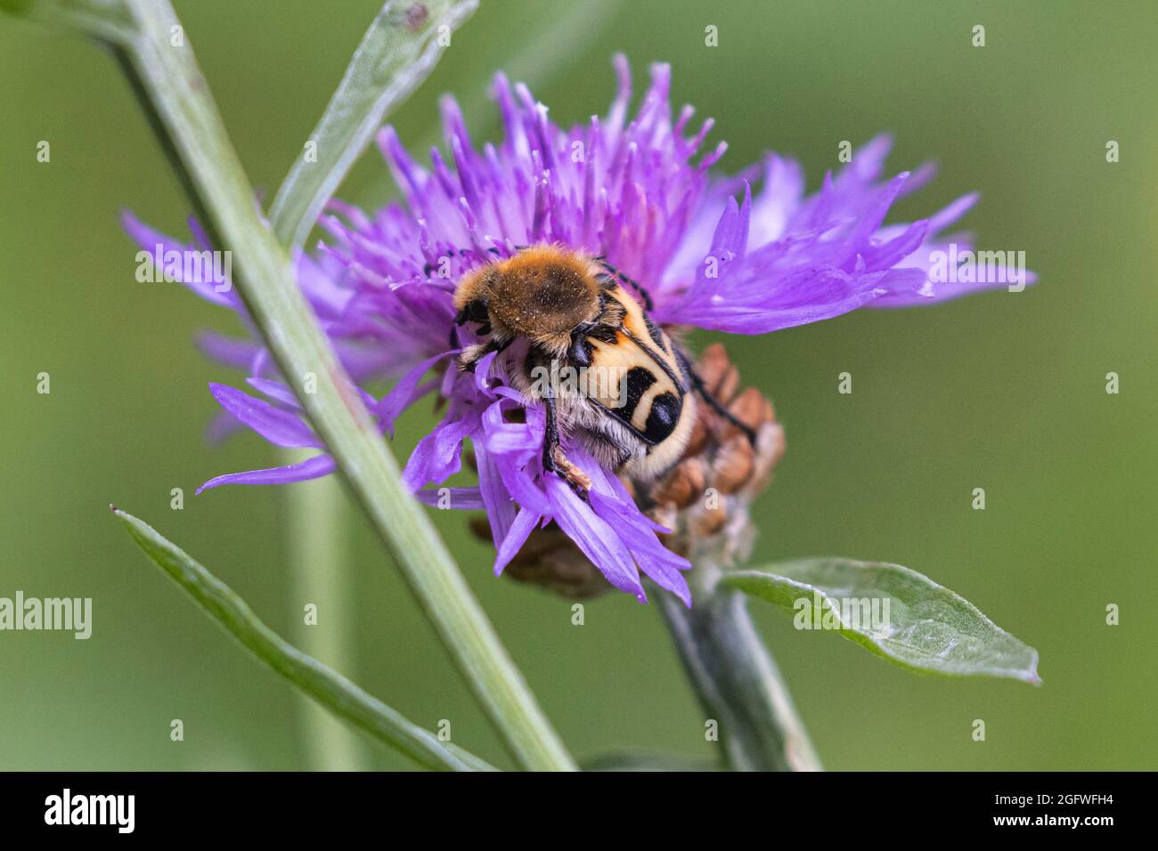 Bee chafer, ape beetle (Trichius fasciatus), su fiore a maglia, Germania, Baviera Foto Stock