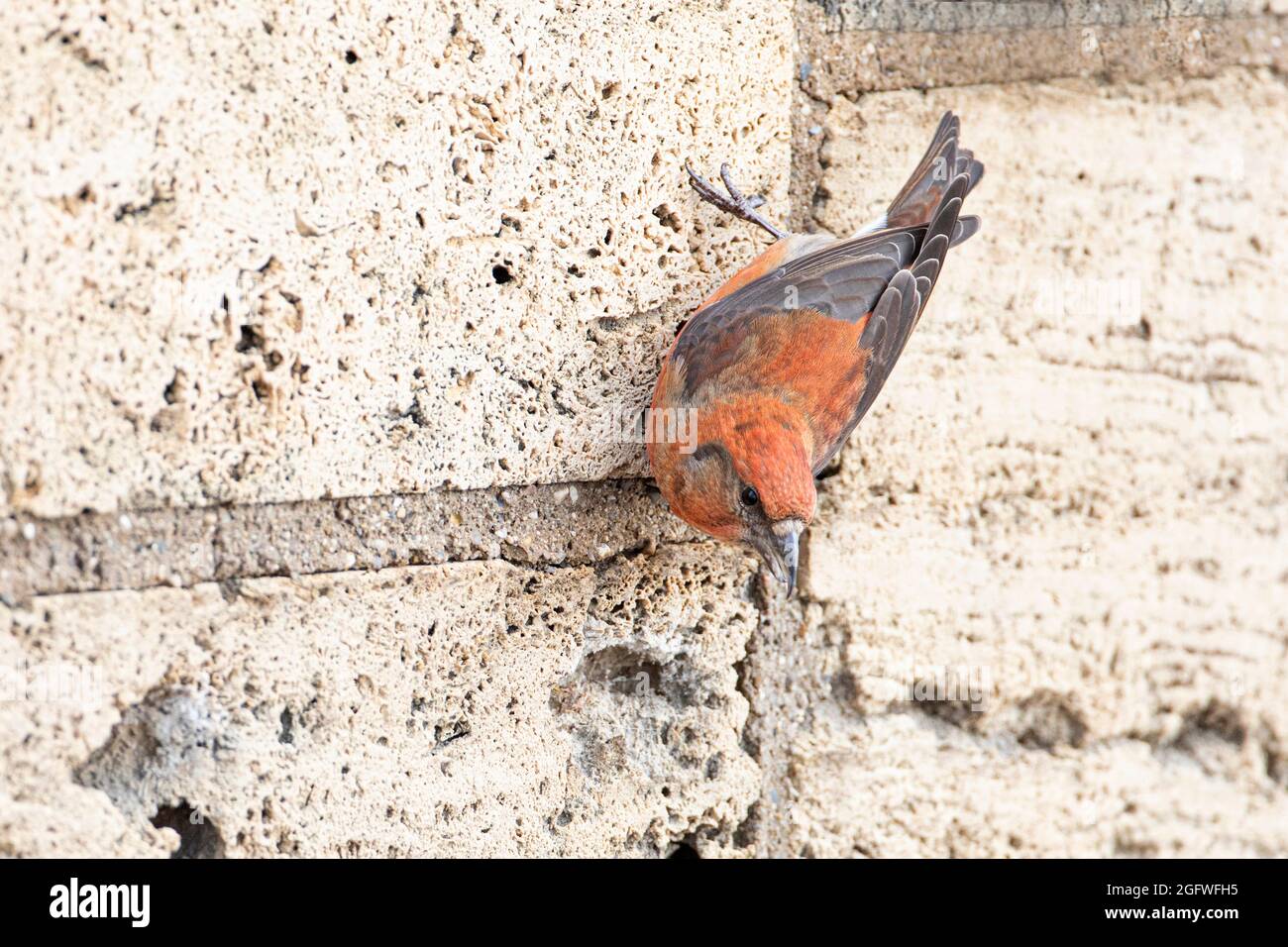 Red crossbill (Loxia curvirostra), maschio arroccato a un muro, Germania, Baviera Foto Stock