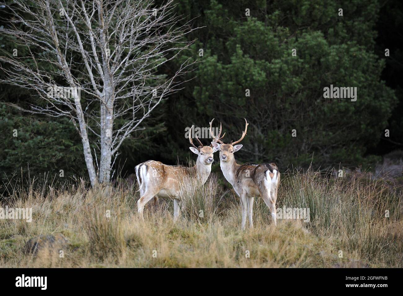 Cervo (Dama dama, Cervus dama), due stags in bosco, Regno Unito, Scozia, Perthshire, Strath Tummel Foto Stock