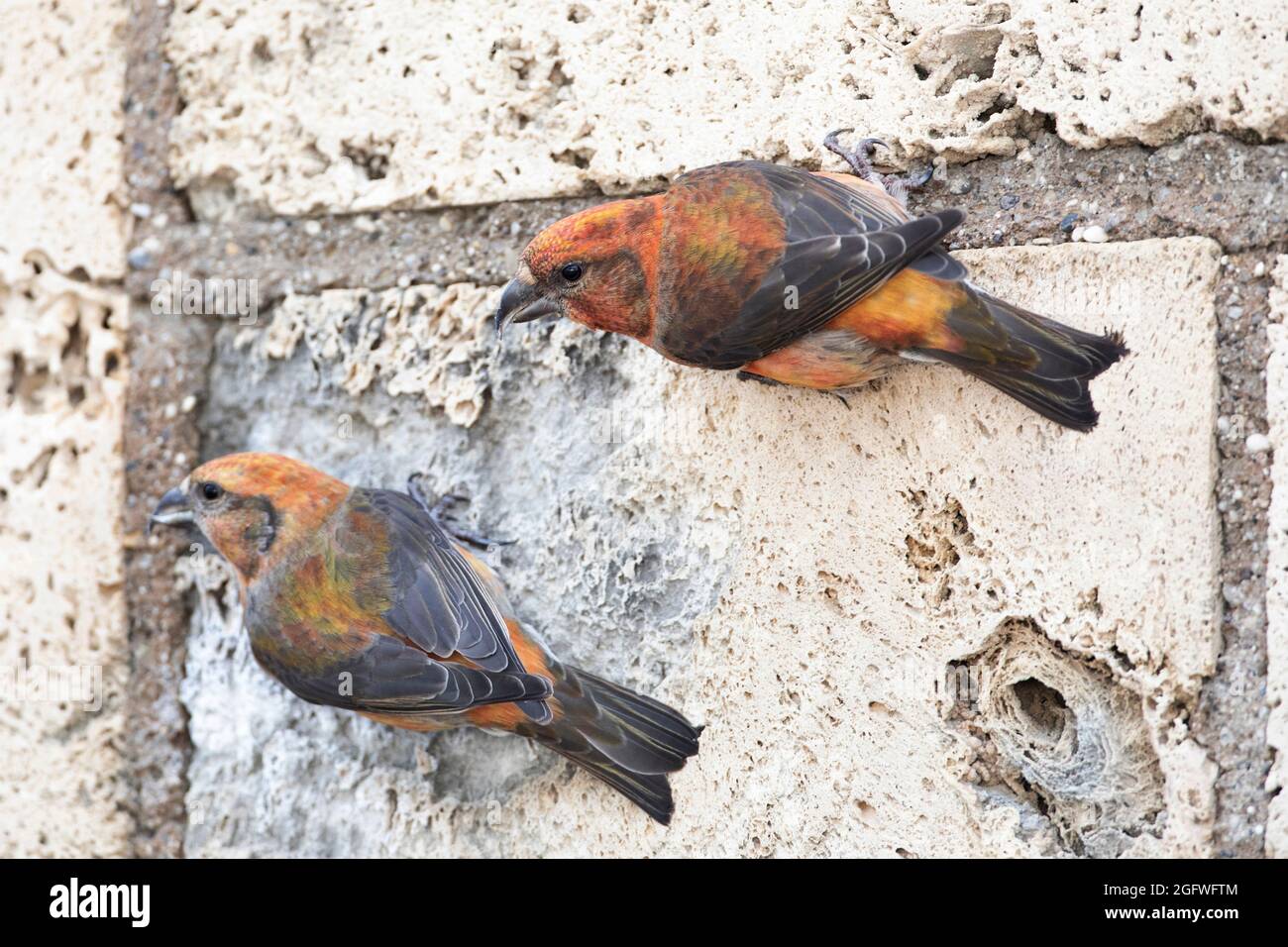 Red crossbill (Loxia curvirostra), due maschi arroccato su un muro, Germania, Baviera Foto Stock