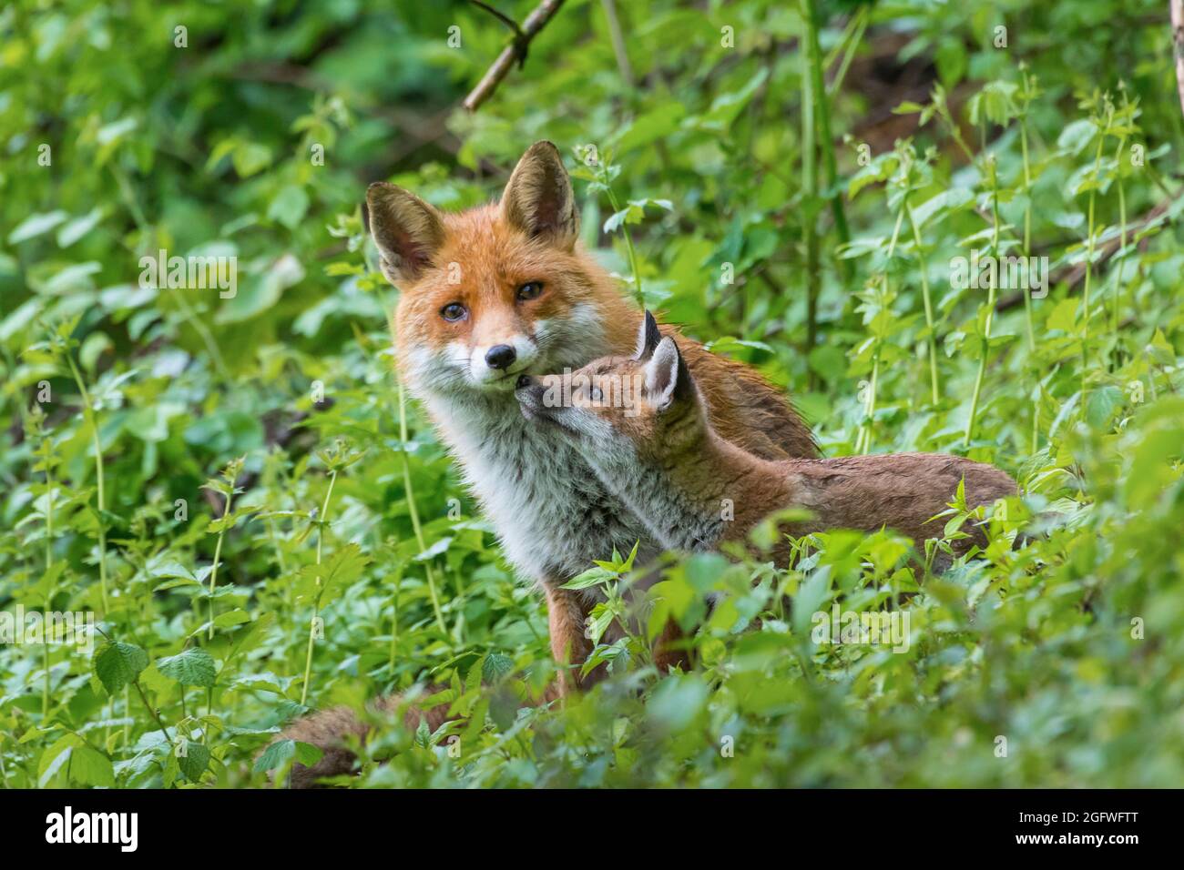 Volpe rossa europea (Vulpes vulpes crucigera, Vulpes crucigera), Adulto e volpe cucciolo nella foresta, Svizzera, Sankt Gallen Foto Stock