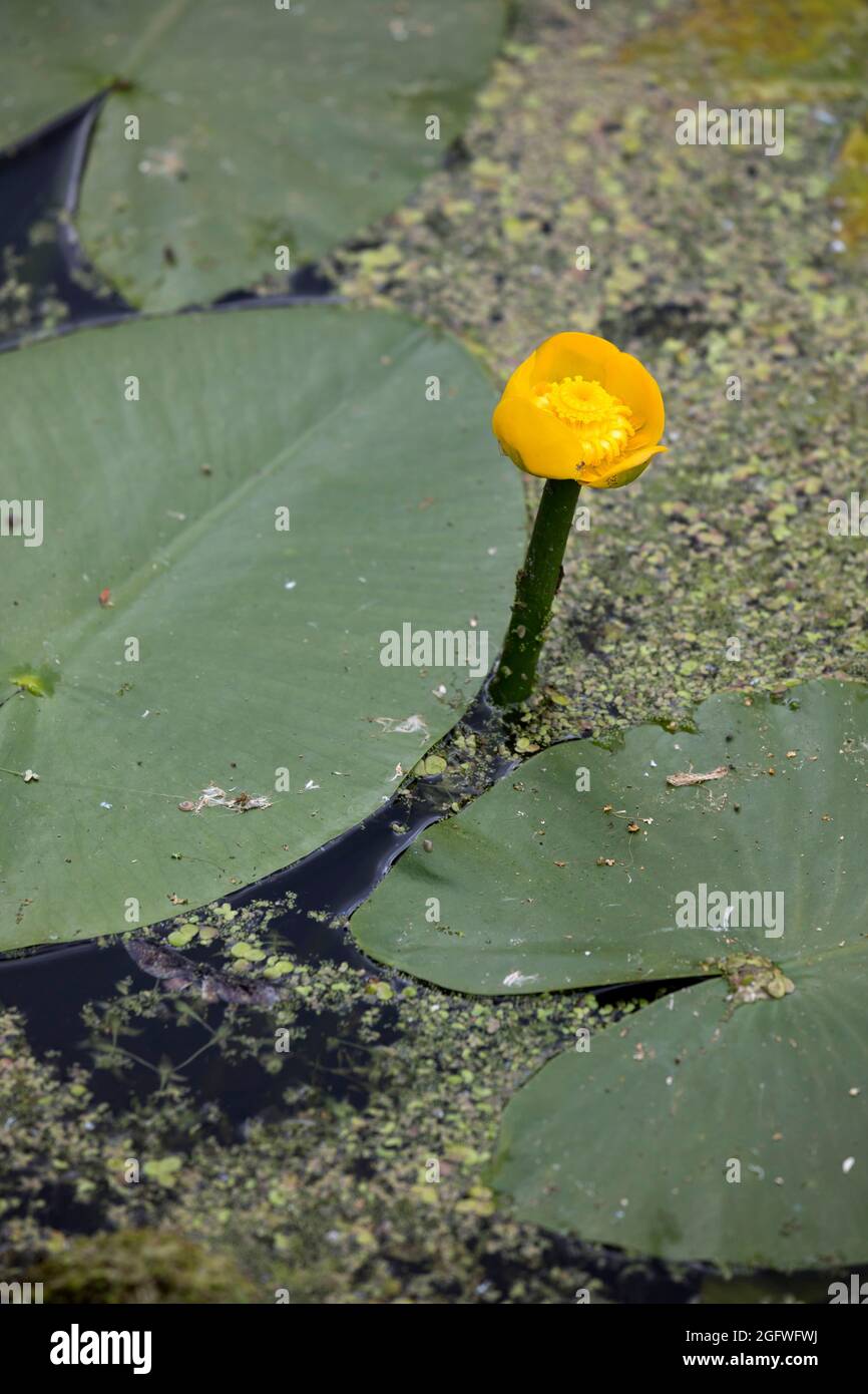 Europeo di stagno giallo-Lily, acqua gialla-LILY (Nuphar lutea), fioritura, Germania Foto Stock