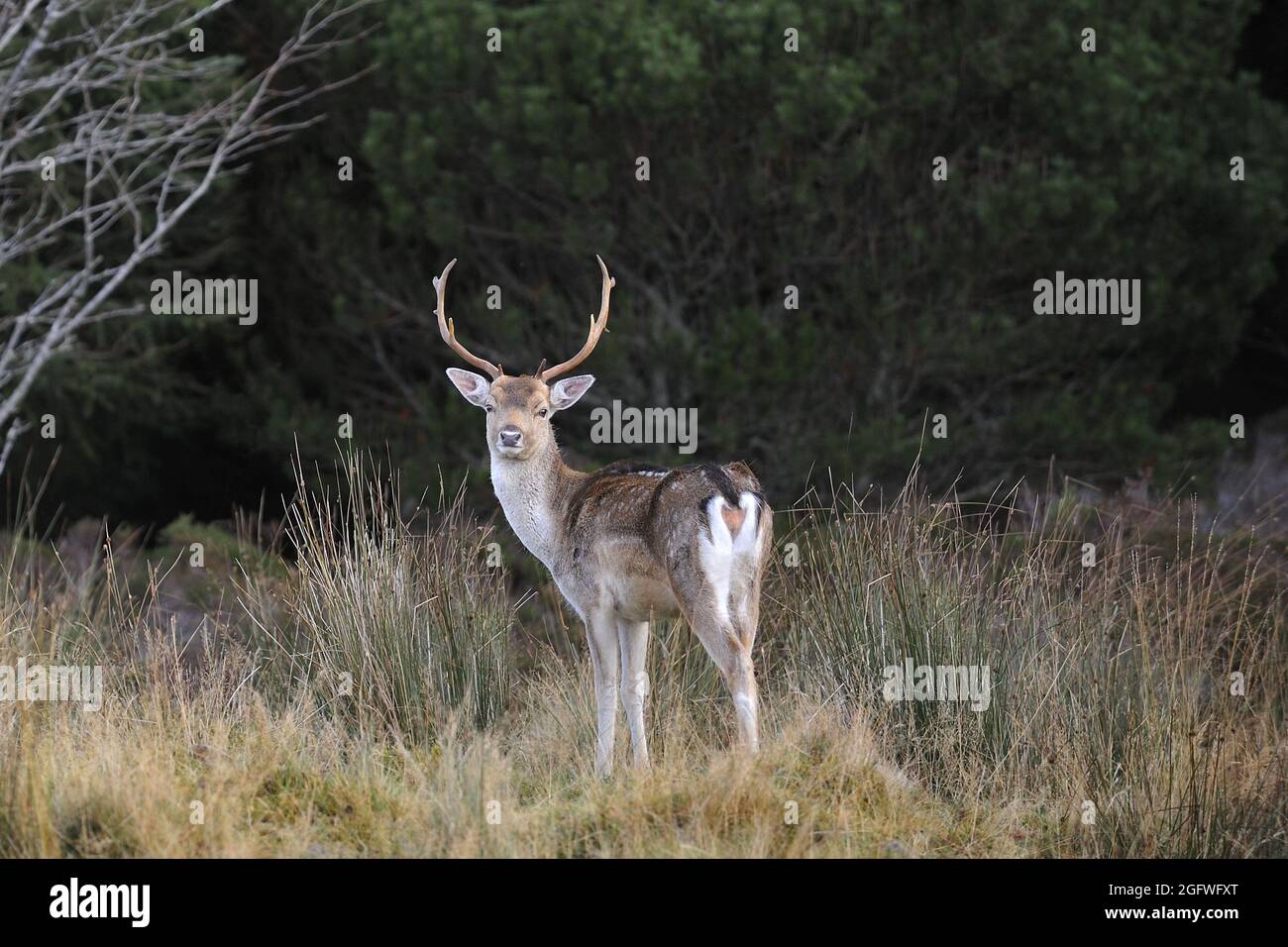 Cervi di fava (Dama dama, Cervus dama), Stag in Woodland, Regno Unito, Scozia, Perthshire, Strath Tummel Foto Stock