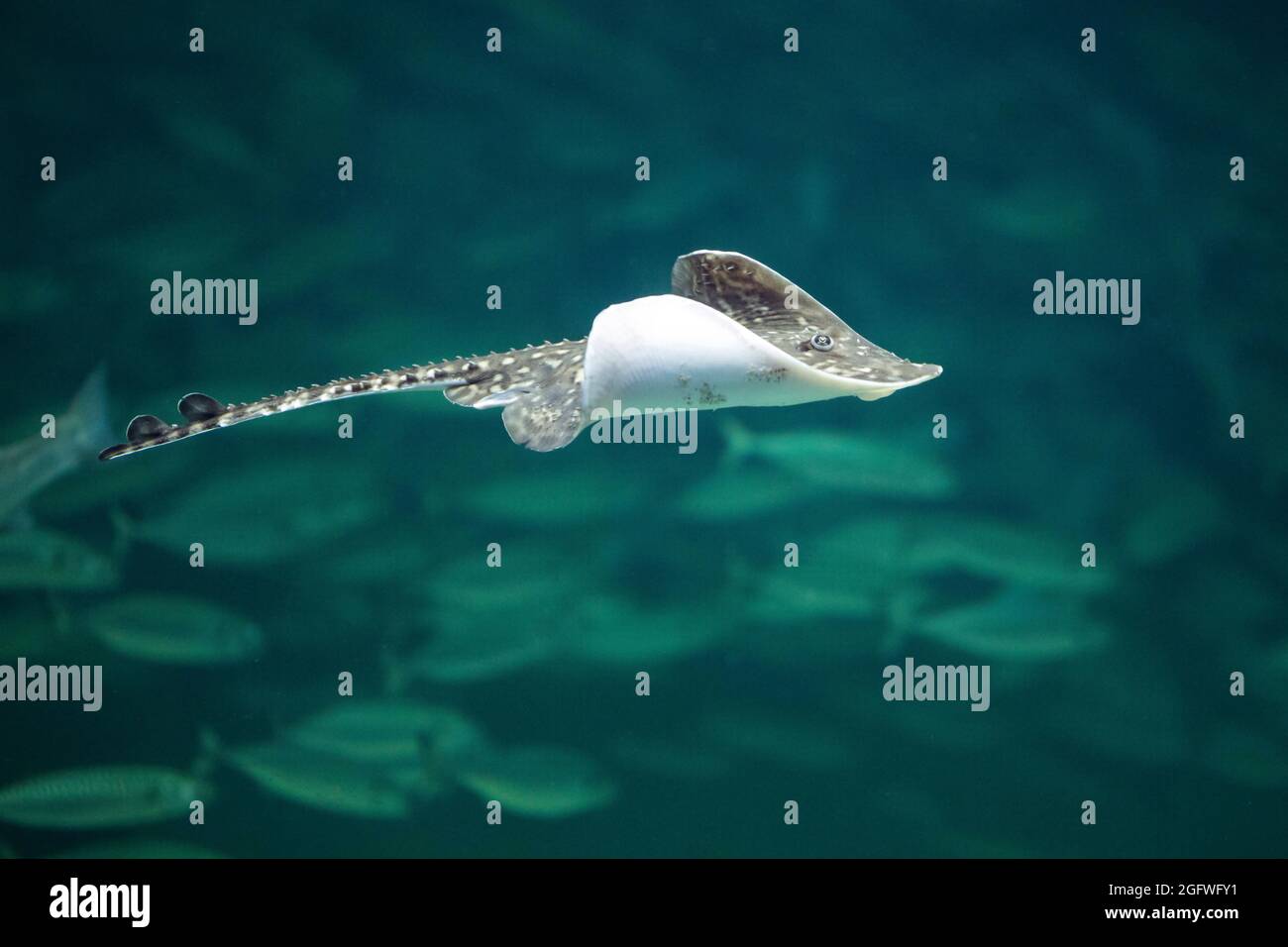 Pattino thornback, thornback ray, roker (Raja clavata), nuoto Foto Stock