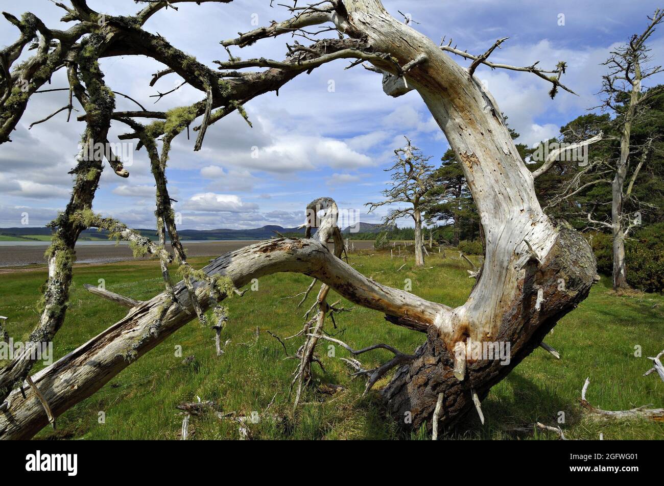 Scheletro Gaunt di pino morto sulle rive della Loch Fleet, Regno Unito, Scozia, Sutherland, Golspie Foto Stock