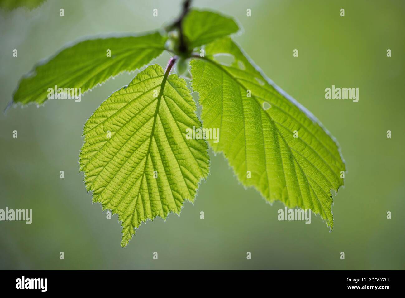 Nocciolo comune (Corylus avellana), ramoscato con tre foglie, Germania Foto Stock