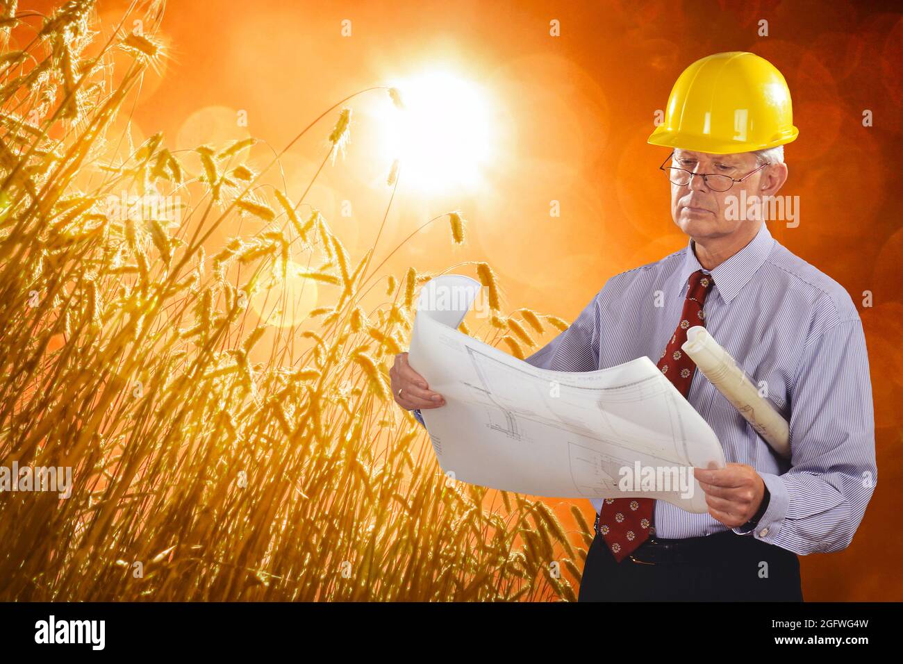 architetto con progetto di costruzione e elmetto, campo di grano sullo sfondo Foto Stock