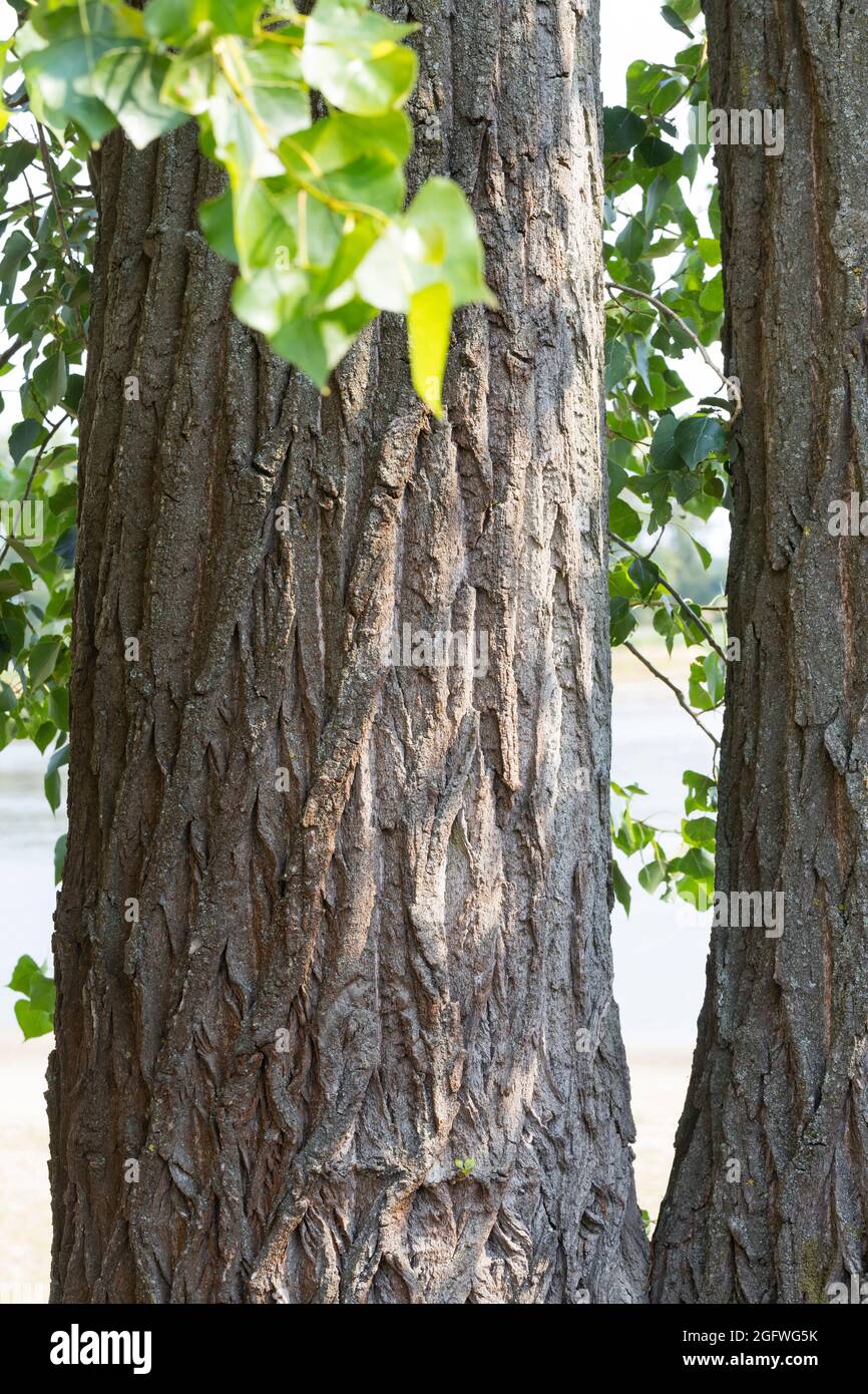 Pioppo nero, balsamo di Galaad, nero pioppi neri americani (Populus nigra), corteccia, Germania Foto Stock