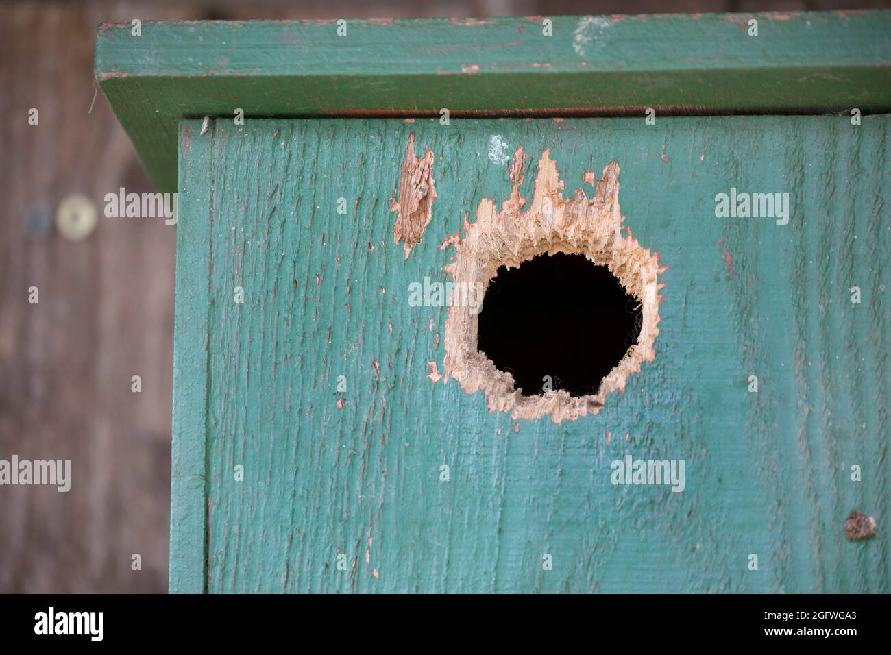 L'ingresso di un nido self-built scatola è stato scelto o gawed, Germania Foto Stock