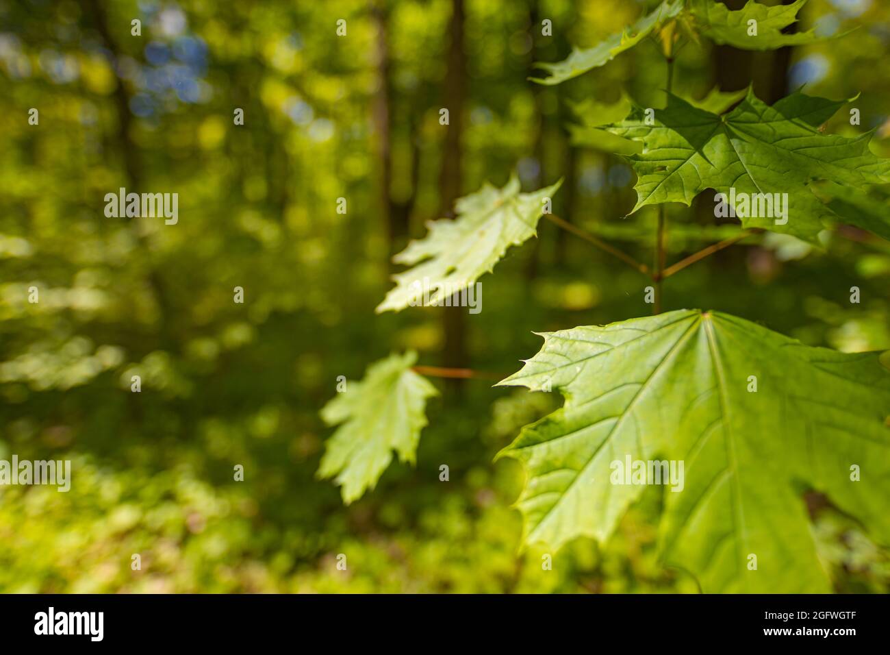 Foglie verdi fresche su sfondo verde sfocato boschivo paesaggio boschivo. Rilassante e tranquillo bosco primo piano, verde, foglie. Primavera estate natura Foto Stock