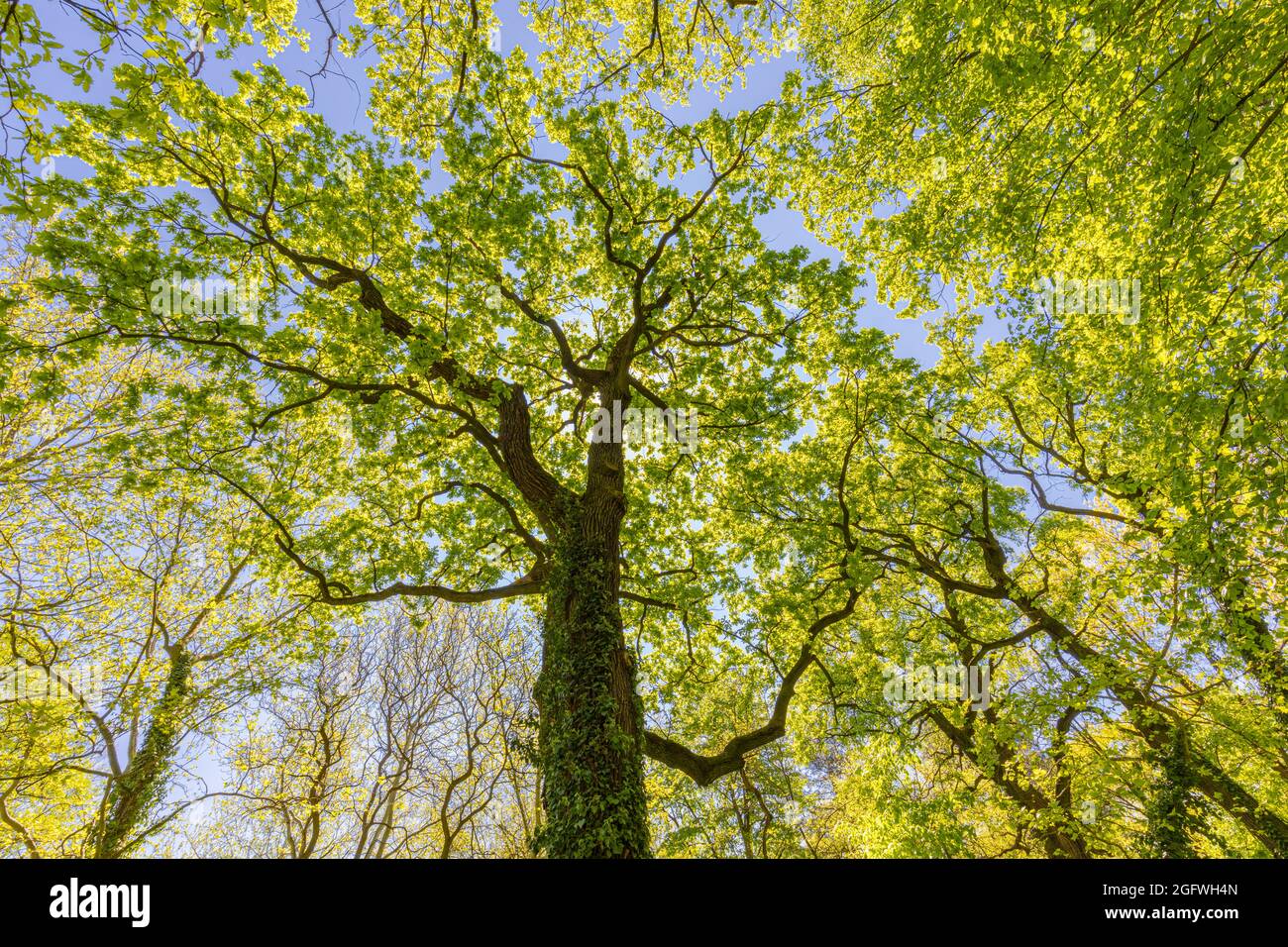 Guardando in su alle cime verdi degli alberi. Concetto di natura rilassante, alberi fogliame mattina luce del sole, raggi solari. Verde foresta luminosa con cielo blu sorprendente Foto Stock
