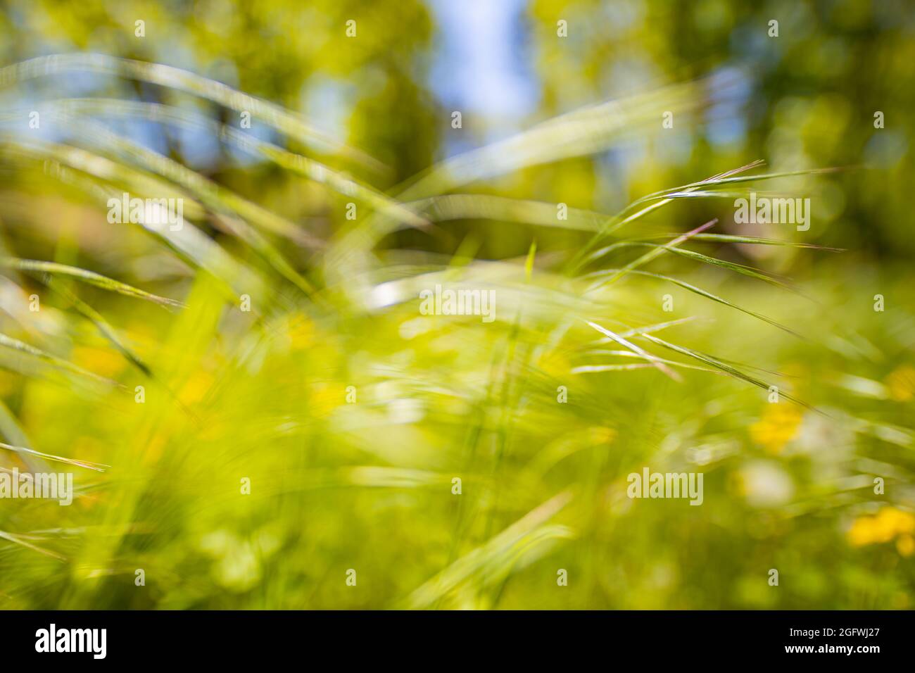 Fresco primavera erba sfondo verde. Bel primo piano ecologia paesaggio naturale con prato. Sfondo astratto erba. Natura artistica prato closeu Foto Stock