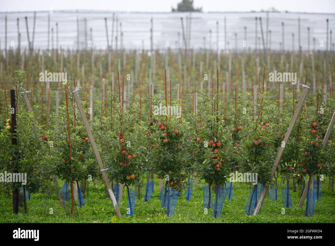 Dohna, Germania. 27 ago 2021. Gli alberi di mele si trovano sotto una rete di protezione della grandine all'apertura della stagione delle mele sassone da parte dell'Associazione dei frutti sassoni in una piantagione vicino alla tenuta di Gamig. Credit: Robert Michael/dpa-Zentralbild/ZB/dpa/Alamy Live News Foto Stock
