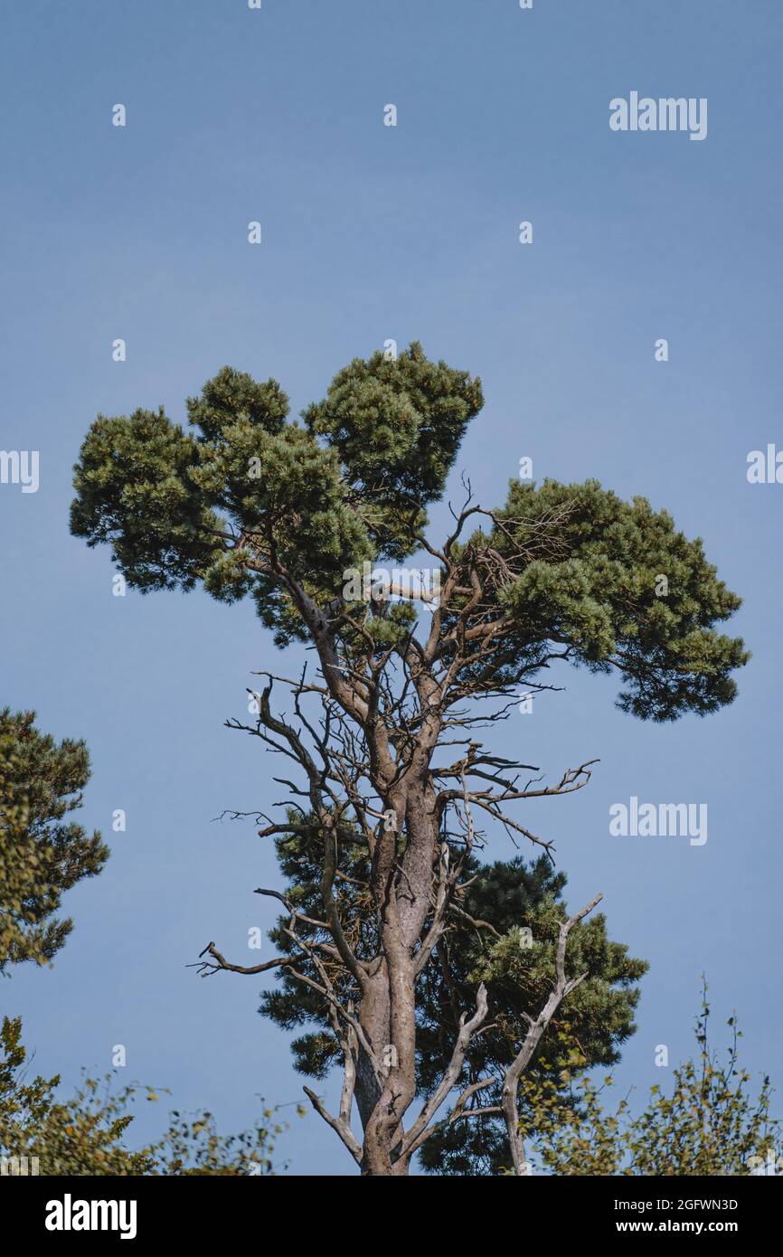 Incredibile albero in piedi alto in estate Foto Stock