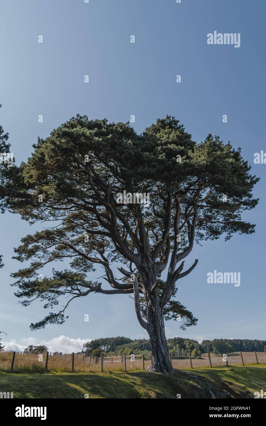 Incredibile albero in piedi alto in estate Foto Stock