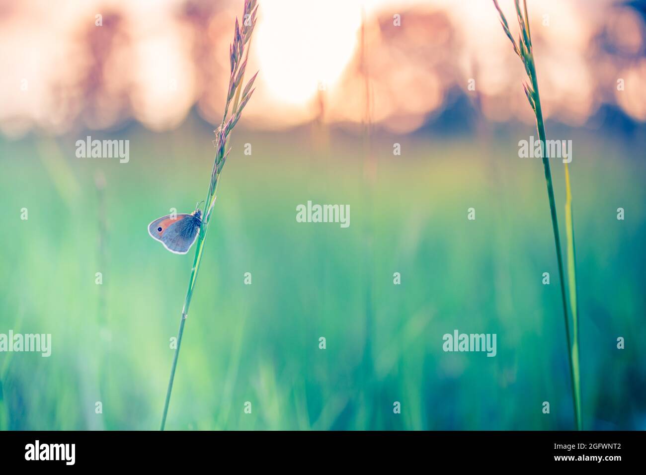 Farfalla tranquilla in un prato in natura ai raggi del sole in estate nel primo piano primaverile di una macro. Natura incredibile tramonto alba, naturale Foto Stock