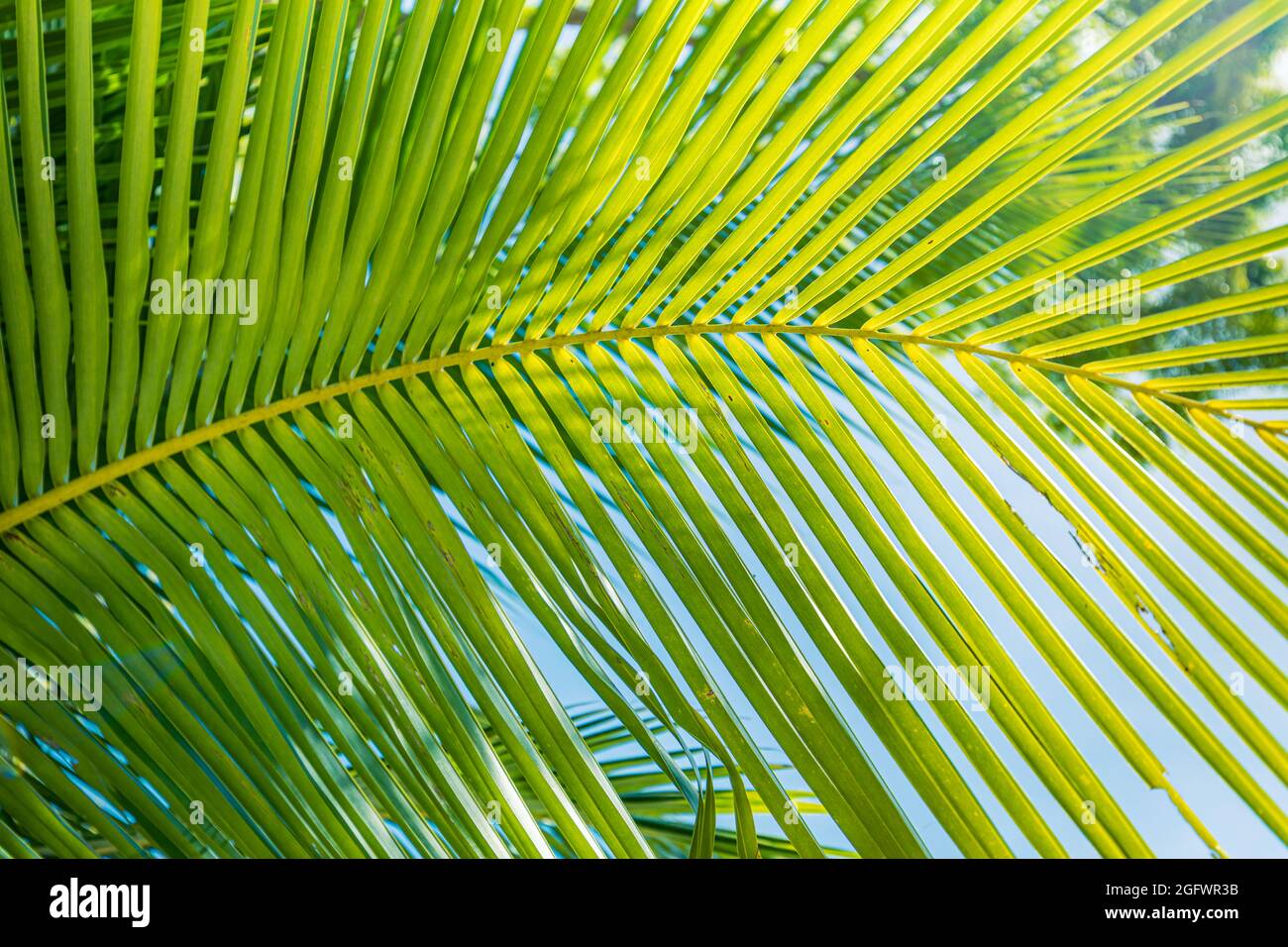 Sfondo foglia di palma. Natura tropicale texture, botanica brillante, modello naturale. Primo piano, verde fresco lussureggiante fogliame. Macro natura esotica Foto Stock