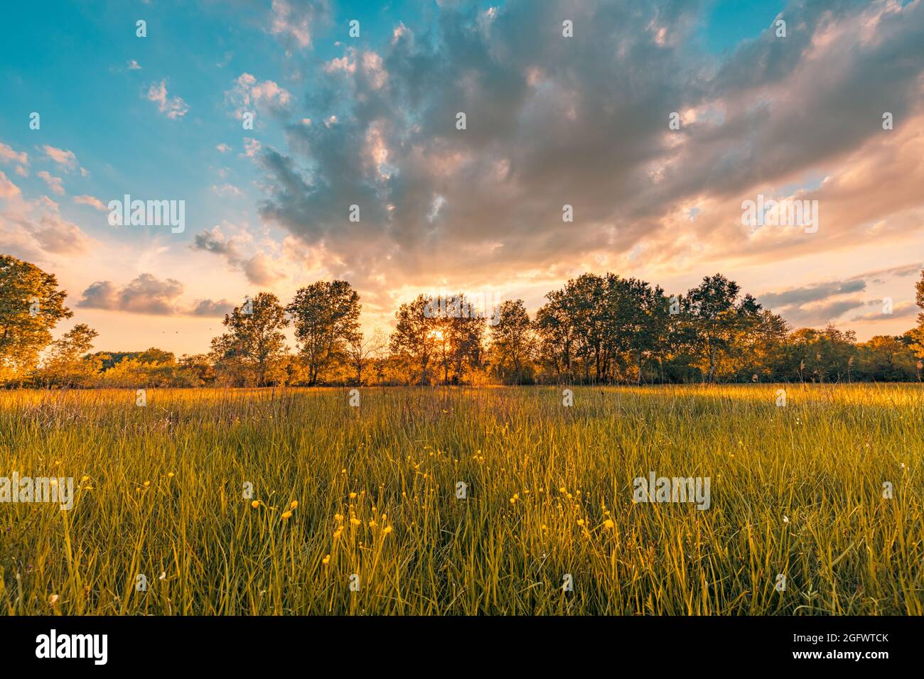 Paesaggio prato caldo oro ora tramonto tempo di alba. Tranquilla primavera estate natura primo piano e sfondo sfocato foresta. Panorama idilliaco della natura Foto Stock