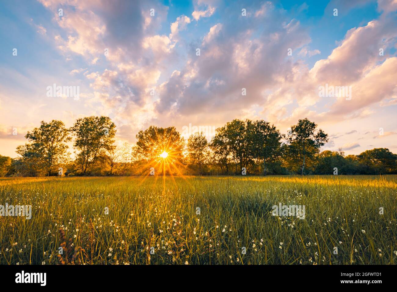 Paesaggio prato caldo oro ora tramonto tempo di alba. Tranquilla primavera estate natura primo piano e sfondo sfocato foresta. Panorama idilliaco della natura Foto Stock