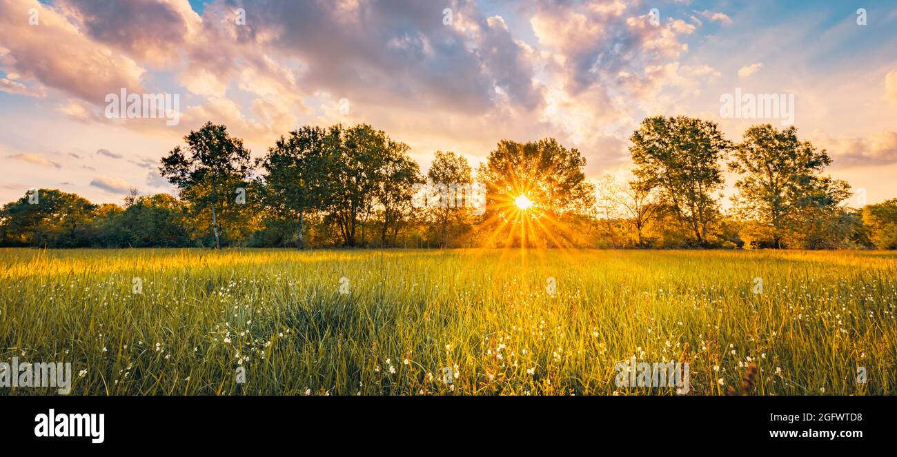 Paesaggio prato caldo oro ora tramonto tempo di alba. Tranquilla primavera estate natura primo piano e sfondo sfocato foresta. Panorama idilliaco della natura Foto Stock