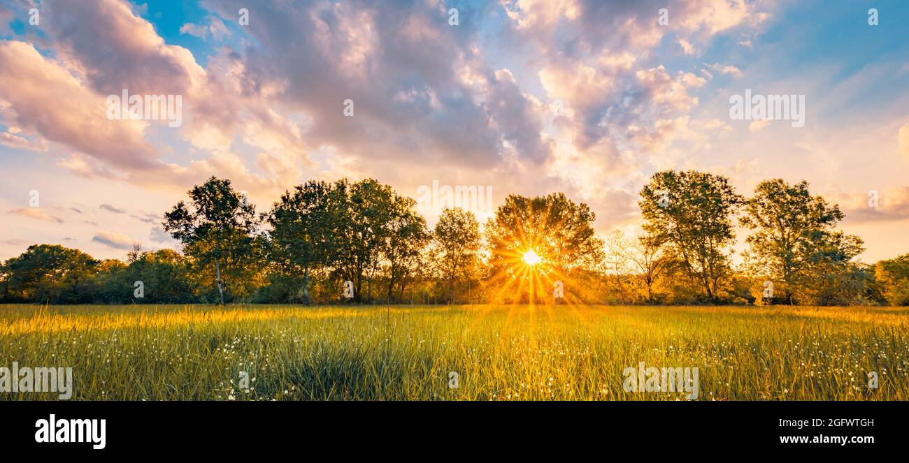 Paesaggio prato caldo oro ora tramonto tempo di alba. Tranquilla primavera estate natura primo piano e sfondo sfocato foresta. Panorama idilliaco della natura Foto Stock