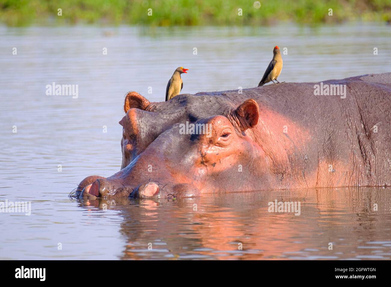 Ippopotamo (Hippopotamus amphibius), ippopotamo sott'acqua, testa, viso, uccelli sulla testa. Basso Zambesi, Zambia, Africa Foto Stock