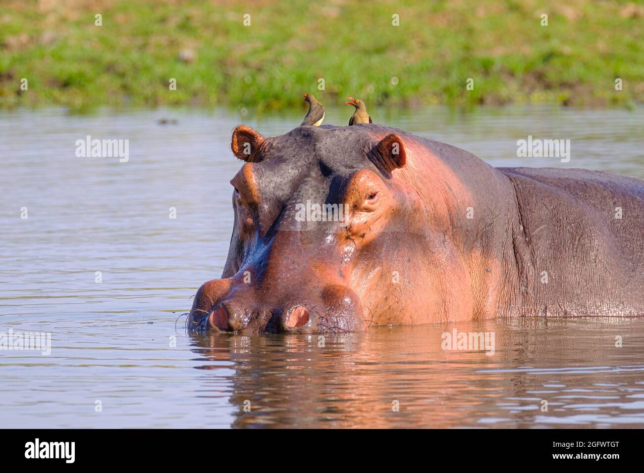 Ippopotamo (Hippopotamo anfibio), gruppo. Zambesi inferiore, Zambia, Africa Foto Stock