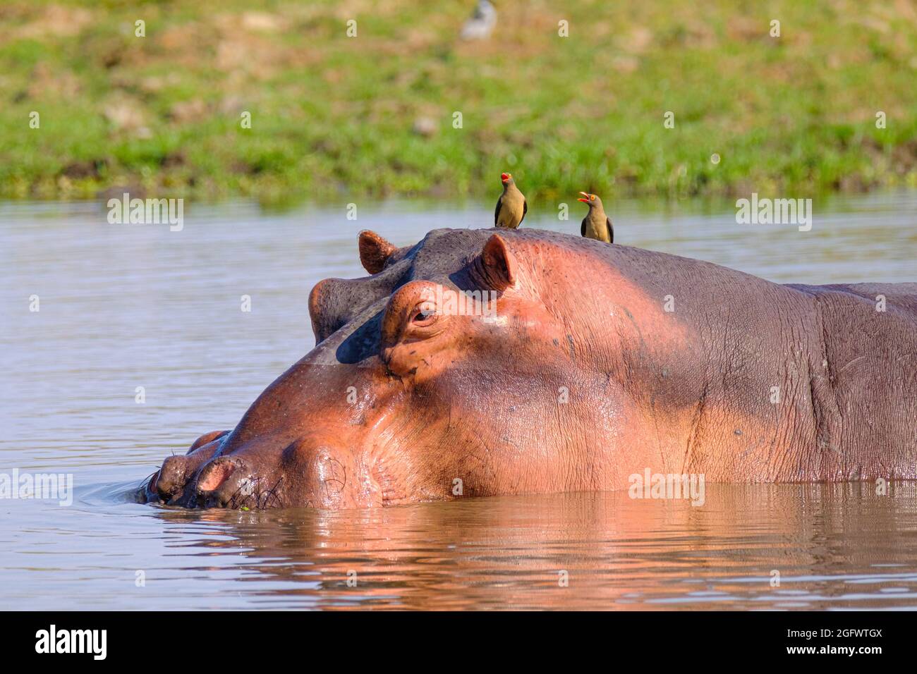 Ippopotamo (Hippopotamo anfibio), gruppo. Zambesi inferiore, Zambia, Africa Foto Stock