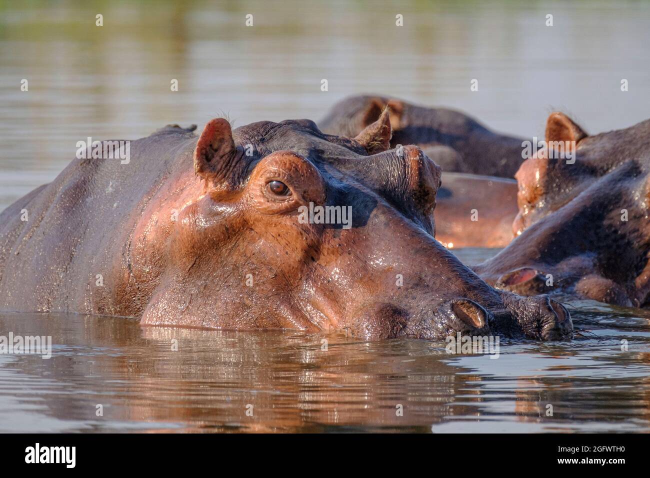 Ippopotamo (Ippopotamo anfibio), gruppo in lago. Zambesi inferiore, Zambia, Africa Foto Stock