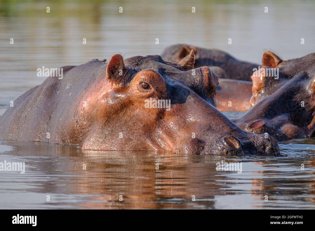 Ippopotamo (Ippopotamo anfibio), gruppo in lago. Zambesi inferiore, Zambia, Africa Foto Stock