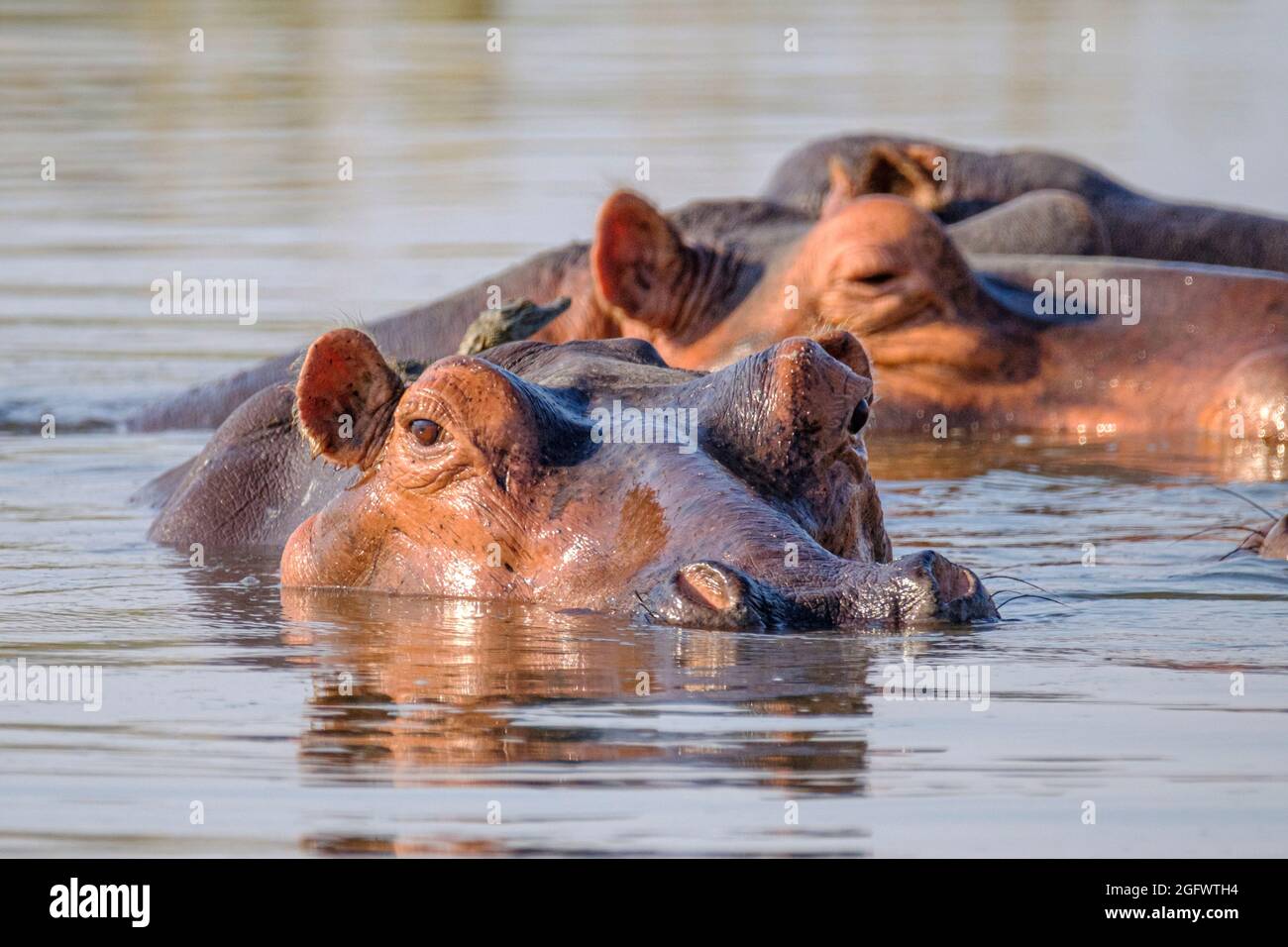 Ippopotami (Hippopotamus amphibius), gruppo nel lago. Hippopotamus sott'acqua. Basso Zambesi, Zambia, Africa Foto Stock
