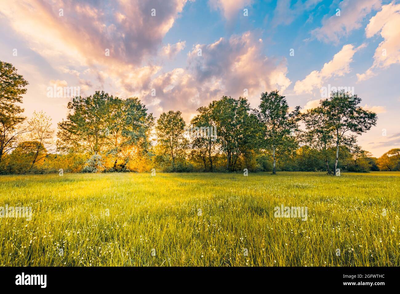 Paesaggio prato caldo oro ora tramonto tempo di alba. Tranquilla primavera estate natura primo piano e sfondo sfocato foresta. Panorama idilliaco della natura Foto Stock