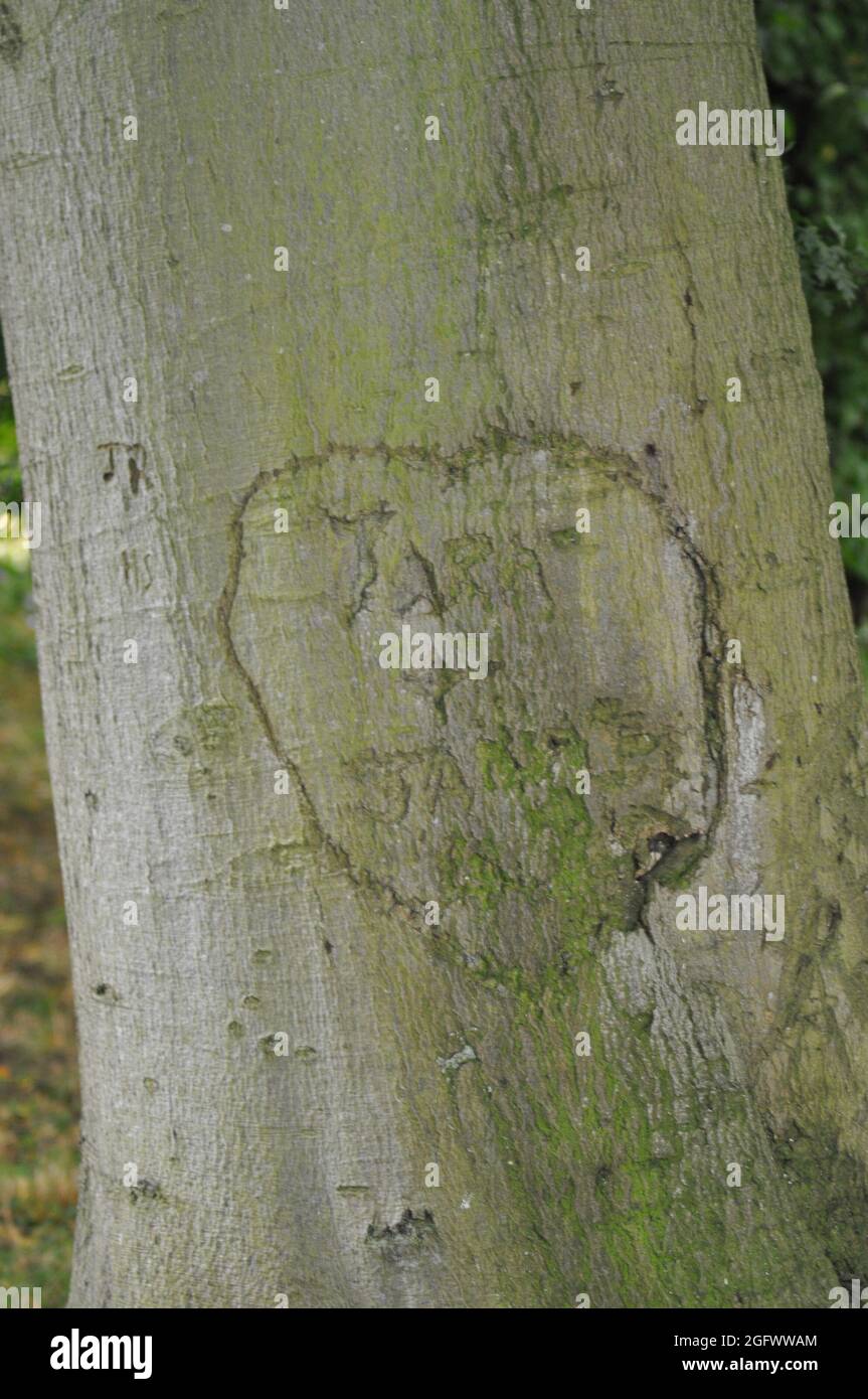 Scrittura Graffiti incisa sugli alberi a Burton Agnes Grounds, East Yorkshire, Inghilterra Foto Stock