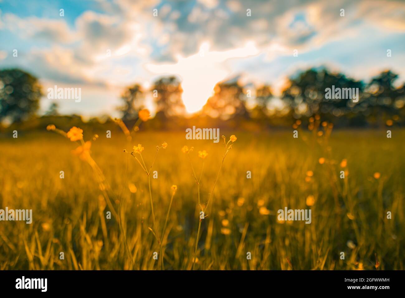 Bella natura da vicino, estate fiori gialli sotto la luce del sole. Bright Blur bokeh natura tramonto natura prato campo con farfalla come primavera estate Foto Stock