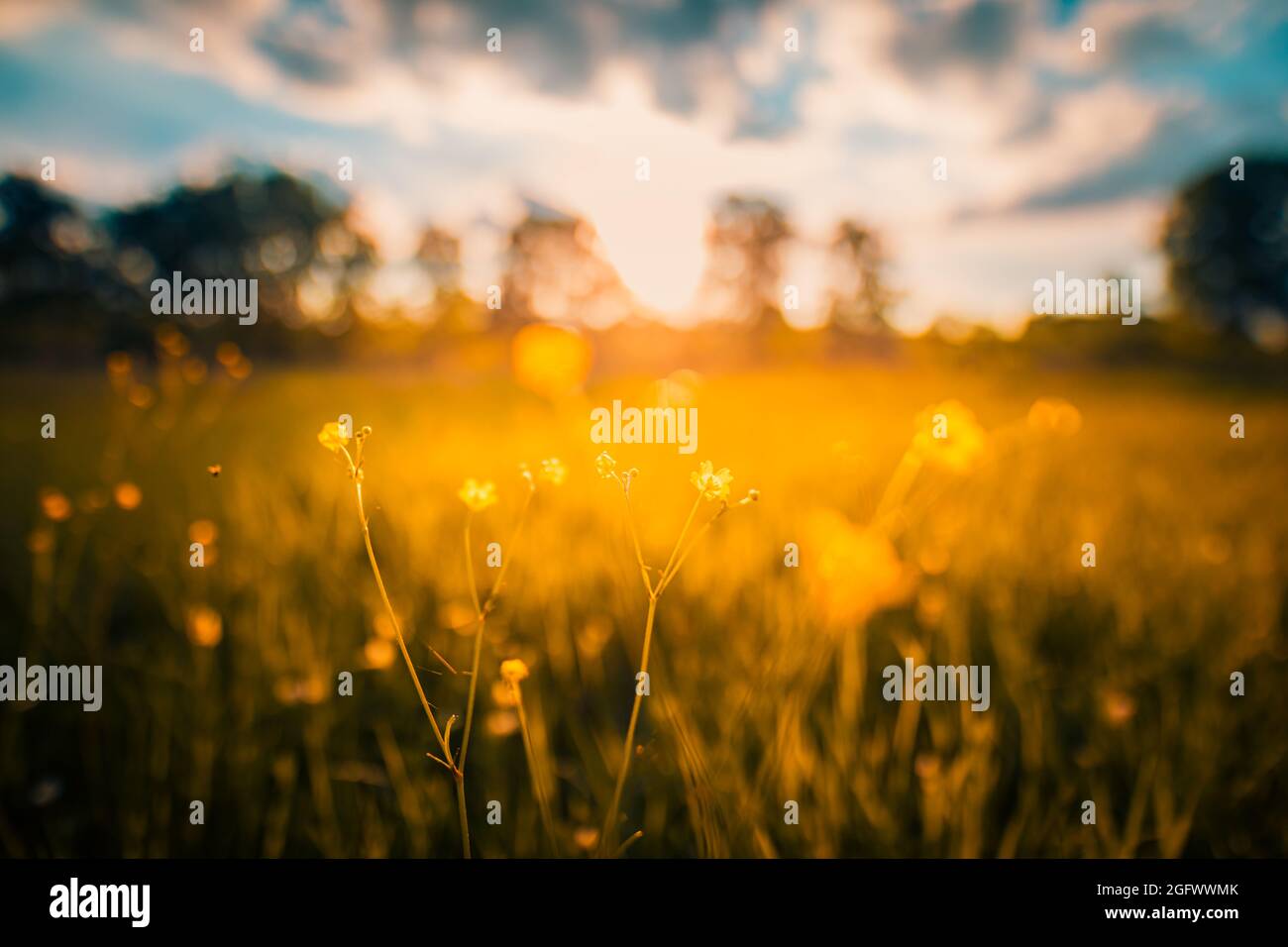 Bella natura da vicino, estate fiori gialli sotto la luce del sole. Bright Blur bokeh natura tramonto natura prato campo con farfalla come primavera estate Foto Stock