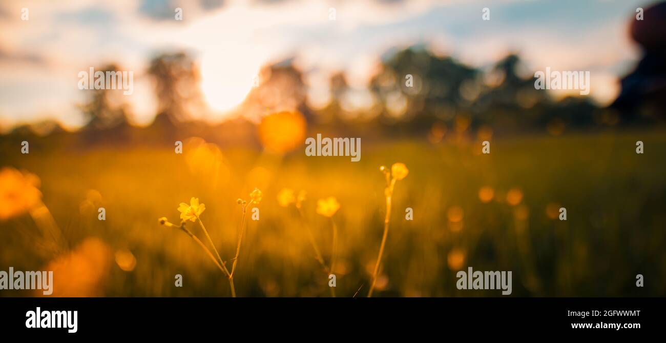 Bella natura da vicino, estate fiori gialli sotto la luce del sole. Bright Blur bokeh natura tramonto natura prato campo con farfalla come primavera estate Foto Stock