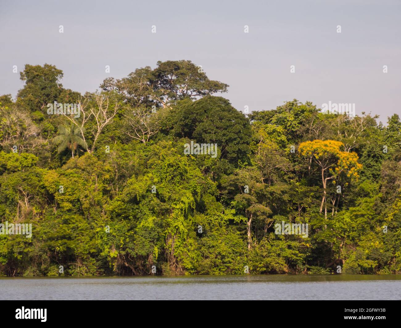 Muro di verde foresta tropicale e l'albero con fiori gialli sul bordo della laguna nella giungla amazzonica, inferno verde dell'Amazzonia. Selva sul bord Foto Stock