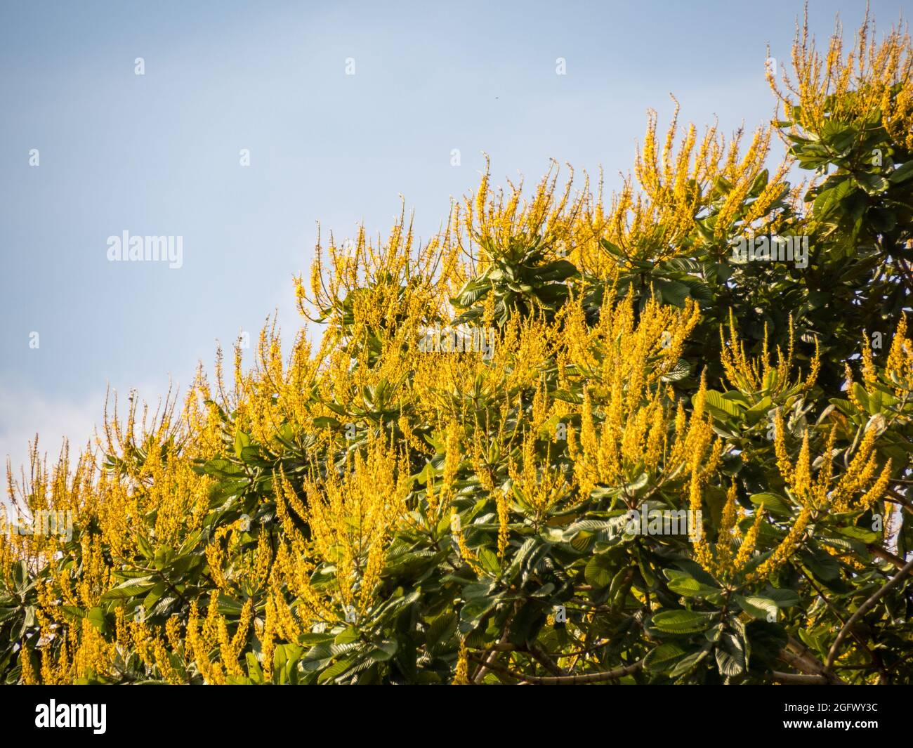 Muro di verde foresta tropicale e l'albero con fiori gialli sul bordo della laguna nella giungla amazzonica, inferno verde dell'Amazzonia. Selva sul bord Foto Stock