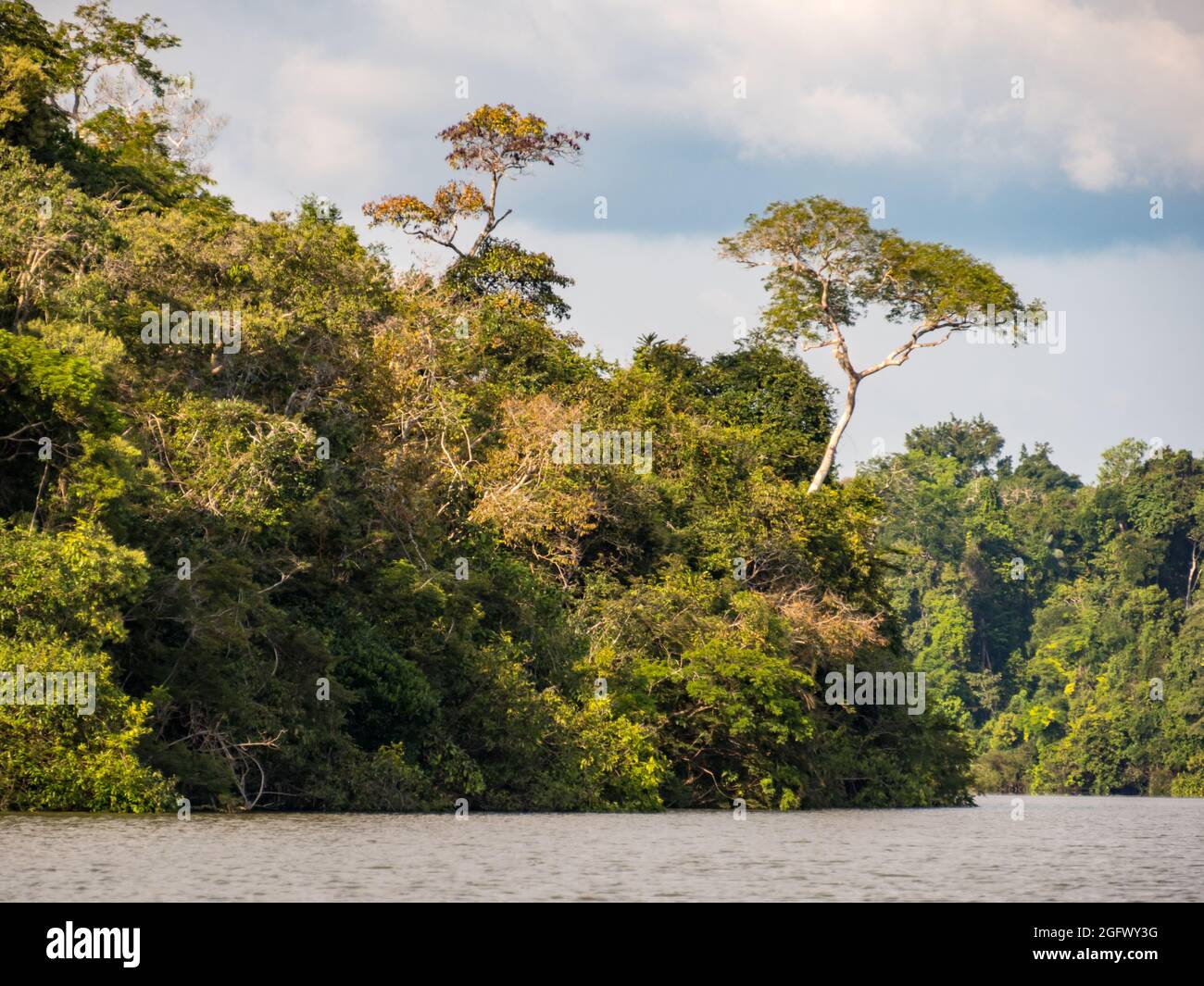 Muro di verde foresta tropicale e l'albero con fiori gialli sul bordo della laguna nella giungla amazzonica, inferno verde dell'Amazzonia. Selva sul bord Foto Stock