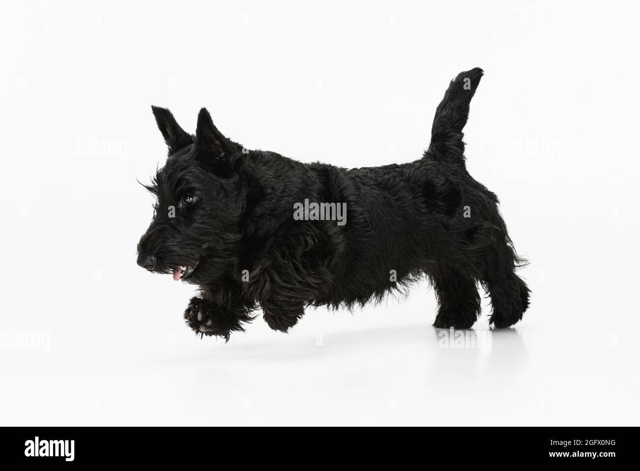 Un divertente cane nero Scotch terrier isolato su sfondo bianco studio. Concetto di movimento, azione, stile di vita attivo, vita animale, cura Foto Stock