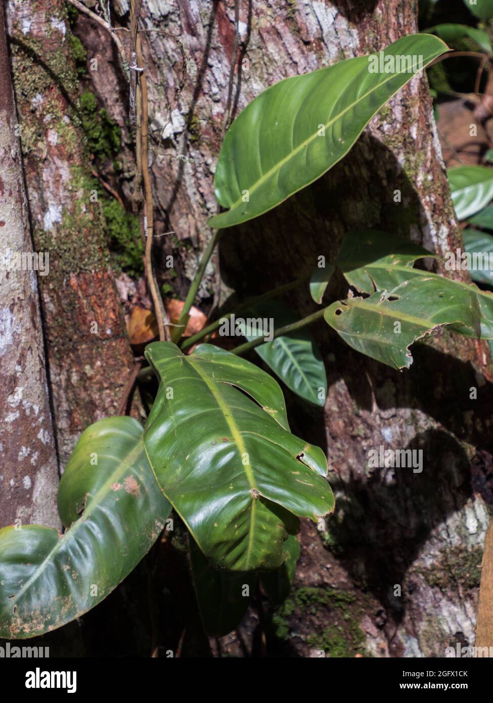 Albero coperto di bromeliad trovato nella giungla amazzonica. Le bromeliadi sono piante che sono adattate ai climi differenti. Amazzonia. Brasile, Sud America. Foto Stock
