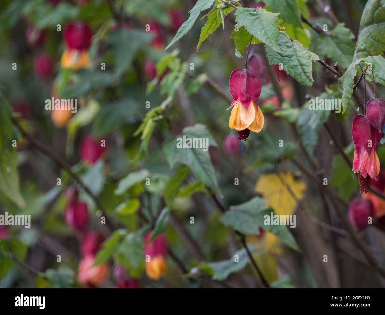 Aquilegia formosa, il cofano di Granny o columbine questo trovato in Bogota, Colombia sul hil di Monserrate. Sud America Foto Stock
