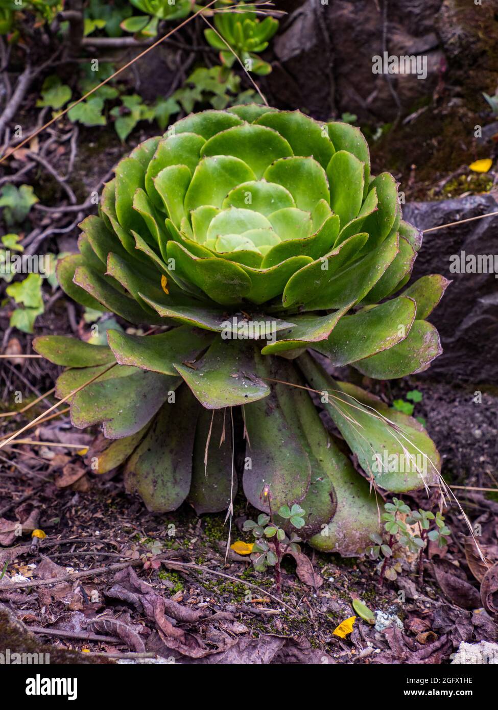 Sempervivum è un genere di piante fiorite della famiglia delle Crassulaceae, comunemente note come houseleeeeeks. Altri nomi comuni includono liveforever. Questo è uno Foto Stock