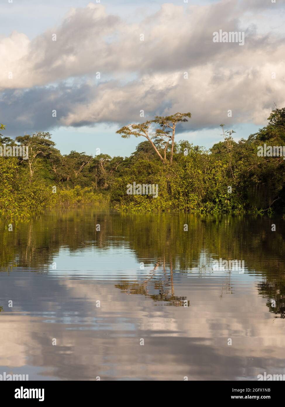 Vista della Laguna di Coati vicino al fiume Javari, tributario del fiume Rio delle Amazzoni, Amazonia. Selva sul confine del Brasile e Perù. Sud America. Foto Stock