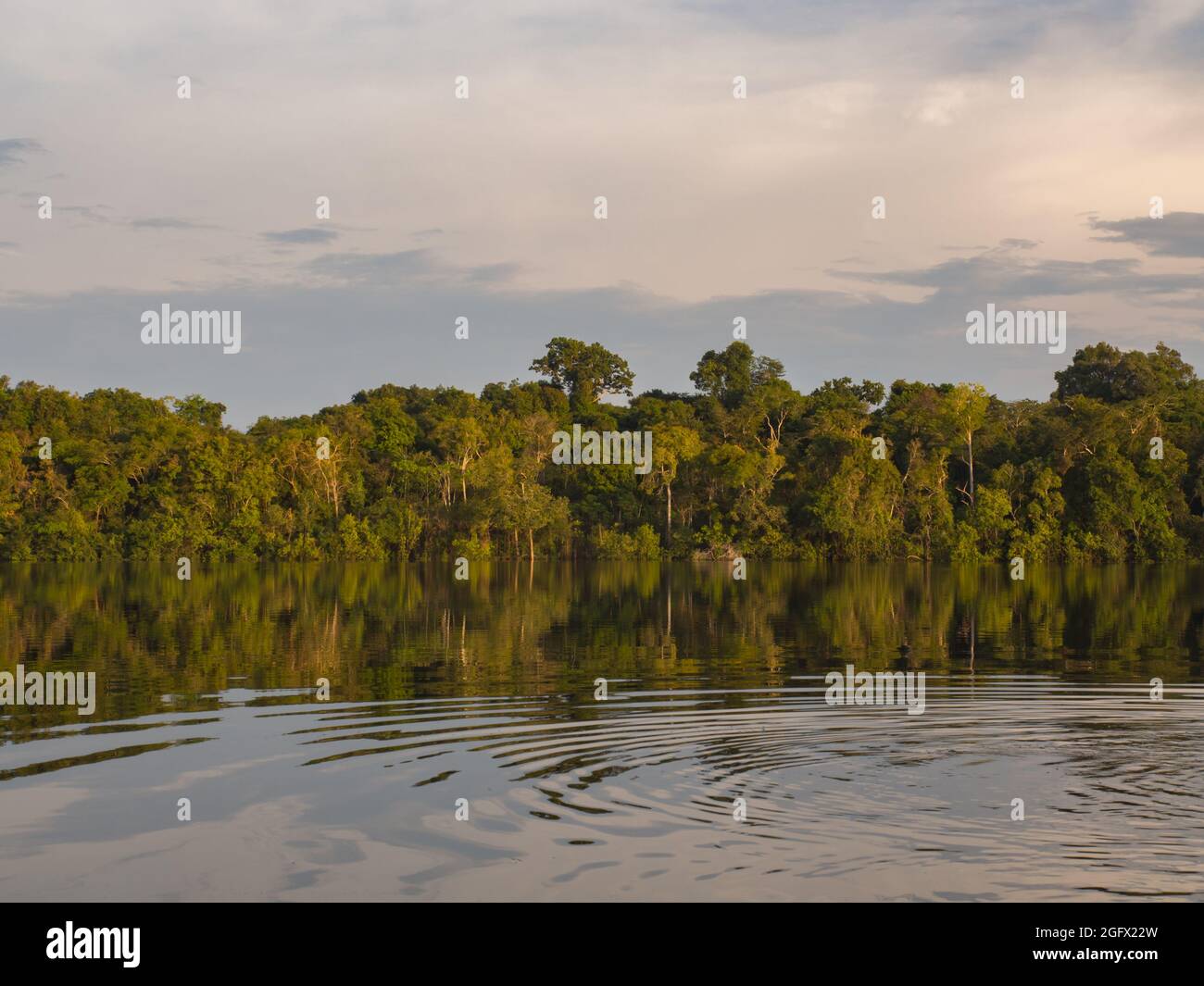 Fantastica giungla verde amazzonica sulla laguna Jaguar (Onza Lagoon). Amazzonia. Brasile. Sud America Foto Stock
