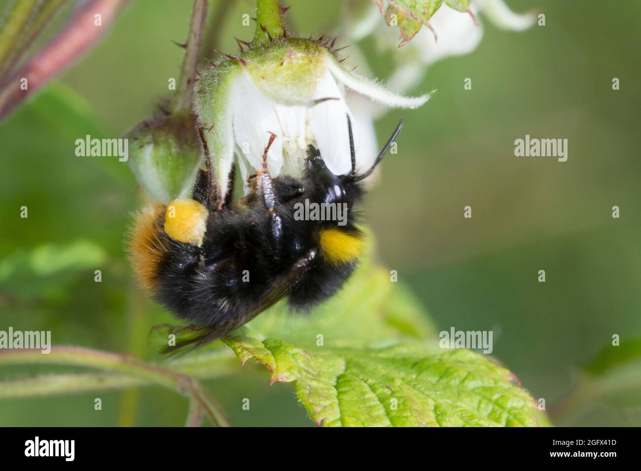 Wiesenhummel, Wiesen-Hummel, Hummel, Weibchen, Blütenbesuch an Himbeere, Pollenhöschen, Bombus pratorum, Pyrobombus pratorum, ape presto bumble Foto Stock